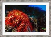 Framed Crown-of-Thorns Starfish at Daedalus Reef, Red Sea, Egypt