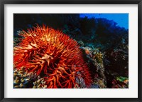 Framed Crown-of-Thorns Starfish at Daedalus Reef, Red Sea, Egypt