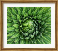 Framed Close up of Giant Lobelia rosette of leaves, Kenya