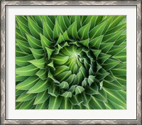 Framed Close up of Giant Lobelia rosette of leaves, Kenya