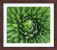 Framed Close up of Giant Lobelia rosette of leaves, Kenya