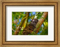 Framed Bamboo lemur in the bamboo forest, Madagascar
