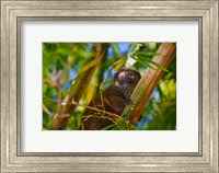 Framed Bamboo lemur in the bamboo forest, Madagascar