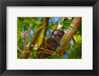 Framed Bamboo lemur in the bamboo forest, Madagascar