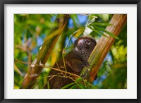 Framed Bamboo lemur in the bamboo forest, Madagascar