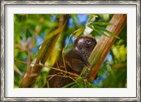 Framed Bamboo lemur in the bamboo forest, Madagascar