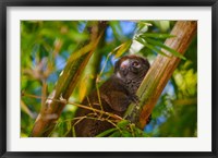 Framed Bamboo lemur in the bamboo forest, Madagascar