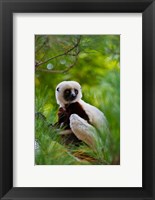 Framed Coquerel's Sifaka, Perinet Reserve, Toamasina, Madagascar