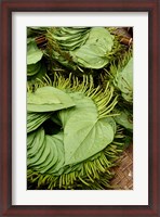 Framed Betel Leaves (Piper Betle) Used to Make Quids For Sale at Market, Myanmar