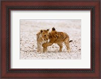 Framed Africa, Two lion cubs play fighting on the Etosha Pan