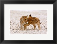 Framed Africa, Two lion cubs play fighting on the Etosha Pan