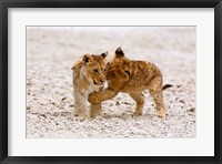 Framed Africa, Two lion cubs play fighting on the Etosha Pan