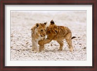 Framed Africa, Two lion cubs play fighting on the Etosha Pan