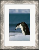 Framed Chinstrap Penguin, Antarctica.