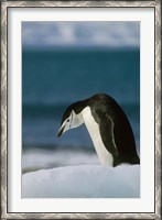 Framed Chinstrap Penguin, Antarctica.