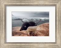 Framed Adelie penguin, Western Antarctic Peninsula