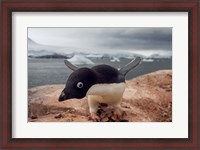 Framed Adelie penguin, Western Antarctic Peninsula