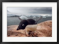 Framed Adelie penguin, Western Antarctic Peninsula