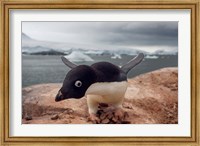 Framed Adelie penguin, Western Antarctic Peninsula