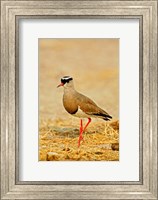 Framed Africa, Namibia. Crowned Plover or Lapwing