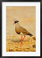 Framed Africa, Namibia. Crowned Plover or Lapwing
