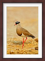 Framed Africa, Namibia. Crowned Plover or Lapwing