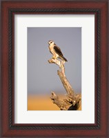Framed Africa, Naminia, Etosha NP, Black Winged Kite bird