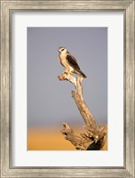 Framed Africa, Naminia, Etosha NP, Black Winged Kite bird