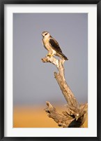 Framed Africa, Naminia, Etosha NP, Black Winged Kite bird