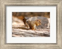Framed Africa. Tree Squirrel feeding on the ground