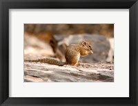 Framed Africa. Tree Squirrel feeding on the ground