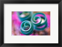 Framed Curled Lily Leaves, Namaqualand, South Africa