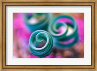 Framed Curled Lily Leaves, Namaqualand, South Africa