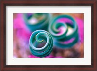 Framed Curled Lily Leaves, Namaqualand, South Africa