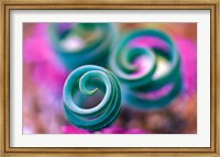 Framed Curled Lily Leaves, Namaqualand, South Africa