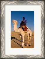 Framed Bedouin man on camel, Douz, Sahara Tunisia, Africa