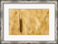 Framed Closeup of Barley, East Himalayas, Tibet, China