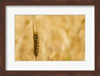 Framed Closeup of Barley, East Himalayas, Tibet, China