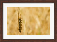 Framed Closeup of Barley, East Himalayas, Tibet, China