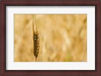 Framed Closeup of Barley, East Himalayas, Tibet, China