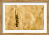 Framed Closeup of Barley, East Himalayas, Tibet, China