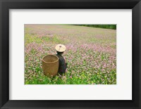 Framed Farmer in Farmland of Canola and Buckwheat, Bumthang, Bhutan