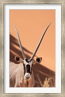 Framed Close-up of Oryx, Namib-Naukluft Park, Namibia, Africa