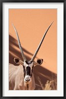 Framed Close-up of Oryx, Namib-Naukluft Park, Namibia, Africa