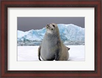 Framed Crabeater seal, saltwater pan of sea ice, Antarctica