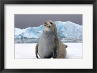 Framed Crabeater seal, saltwater pan of sea ice, Antarctica