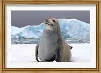 Framed Crabeater seal, saltwater pan of sea ice, Antarctica