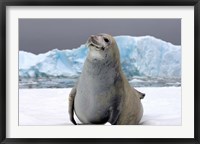 Framed Crabeater seal, saltwater pan of sea ice, Antarctica