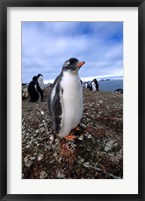 Framed Gentoo penguin chick, Antarctica