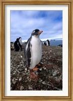 Framed Gentoo penguin chick, Antarctica